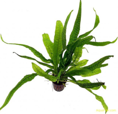 Папоротник Микросориум Теропус в горшке